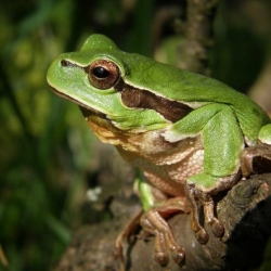 Green frog on a branch